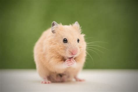 hasmter|The 5 Most Popular Hamster Species Kept as Pets